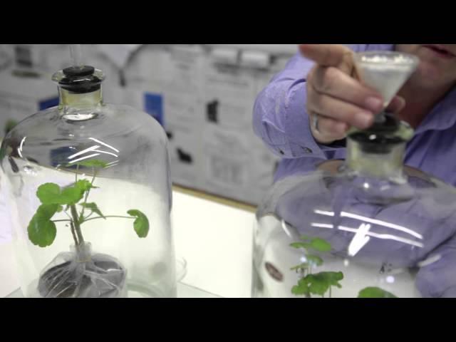 CO₂ is necessary for Photosynthesis (Afrikaans)
