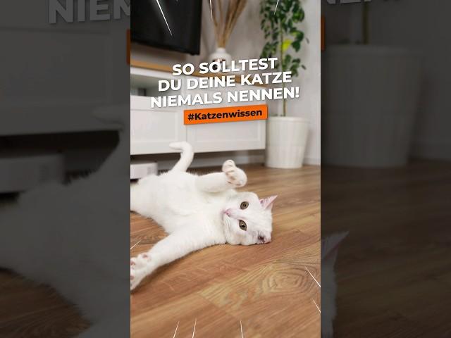 So solltest du deine Katze nicht nennen! Gute & schlechte Katzennamen! #Katzenwissen #shorts