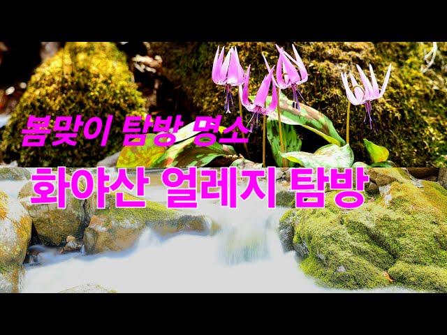 화야산 얼레지 탐방 (Dog-tooth violet, Asian fawn lily)