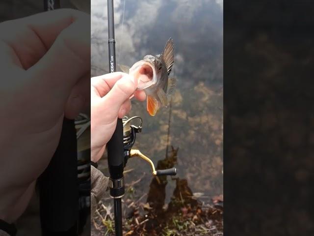 Отпускайте окуня#окунь #микроджиг #fishing #bassfishing #рыбалка #perch #catchandrelease #fish