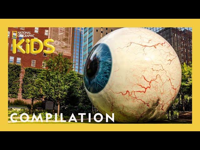 Wackiest Places Around the World  | 10 Minutes | Nat Geo Kids Compilation | @natgeokids