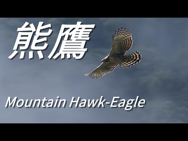 Mountain Hawk-Eagle