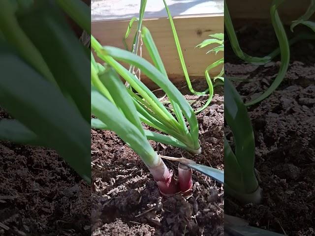 Harvesting #green #onions #harvest #onion #garden #gardening #free #food #harvesting #short
