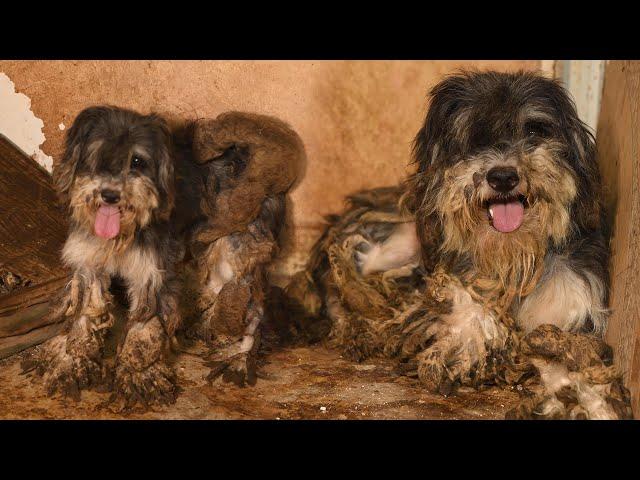 Dogs rescued from filthy conditions at residence in Mexico