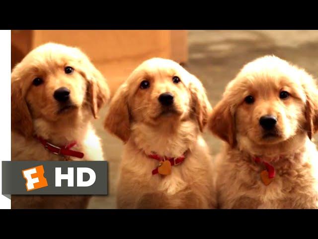 Golden Winter (2012) - Puppy Escape! Scene (2/10) | Movieclips