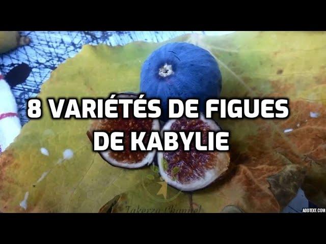 8 variétés de figues de Kabylie | 8 varieties of figs from Kabylie | ثمانية أنواع من التين القبائلي