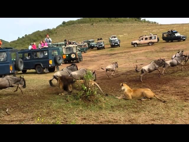 Lion ambush at wildebeest crossing