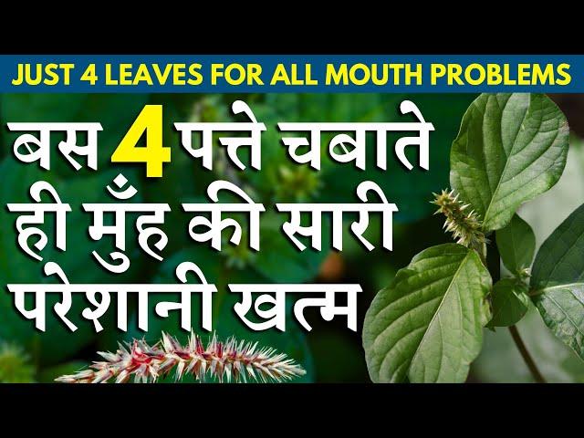 बस 4 पत्ते चबाते ही मुँह की सारी परेशानी खत्म || JUST 4 LEAVES FOR ALL MOUTH PROBLEMS || Chirchita