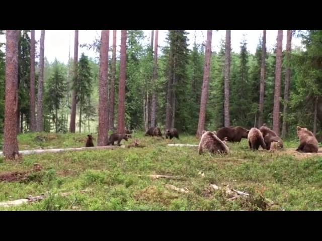 утро в сосновом бору