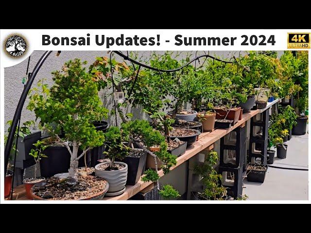 Bonsai Updates! Early Summer 2024