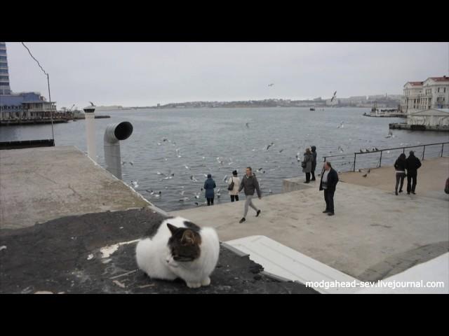 Seagulls&cat