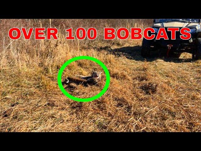 HE CAUGHT OVER 100 BOBCATS WITH THIS SIMPLE SET 4K