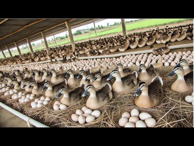 How to Raise Organic Ducks Effectively: From Feeding to Egg Harvesting.