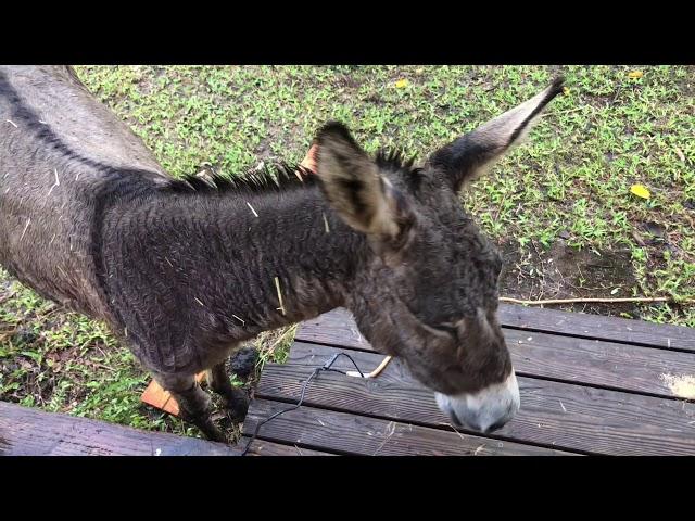 Jack the donkey braying