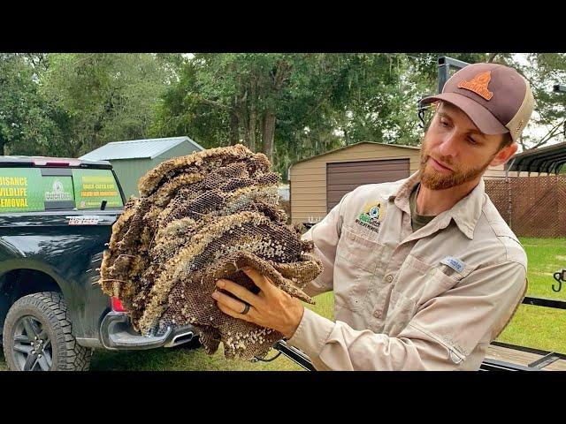 Massive Yellow Jacket Ground Nest Removal. SWARM! I got STUNG!