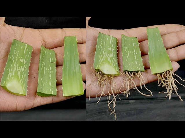 Growing aloe vera tree from leaf cuttings | aloe vera leaf planting