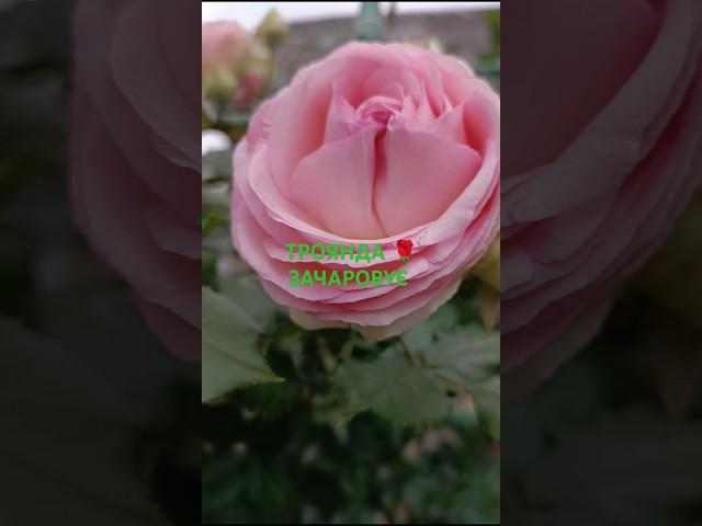 ТРОЯНДА  ПЛЕТИСТА #flowers ,#garden ,#rose,#квіти ,#nature ,#троянди