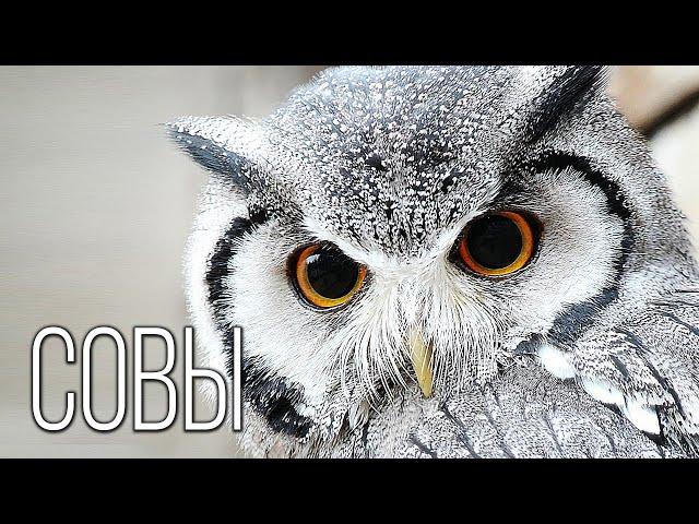 Owls: Flying "cats" with great eyesight | Interesting facts about owls and birds