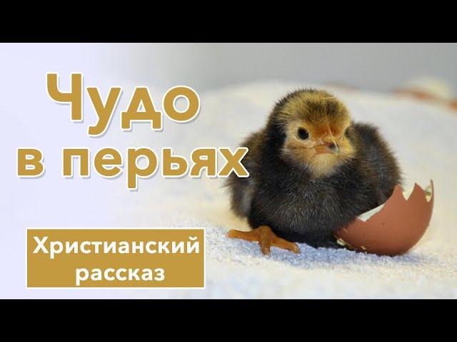  Чудо в перьях - ИНТЕРЕСНЫЙ ХРИСТИАНСКИЙ РАССКАЗ | Христианские рассказы