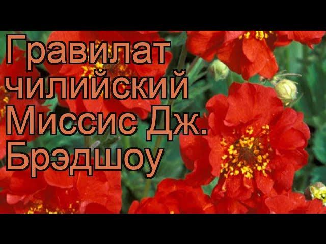 Гравилат чилийский Миссиc Дж. Брэдшоу  обзор: как сажать, саженцы гравилата Миссиc Дж. Брэдшоу