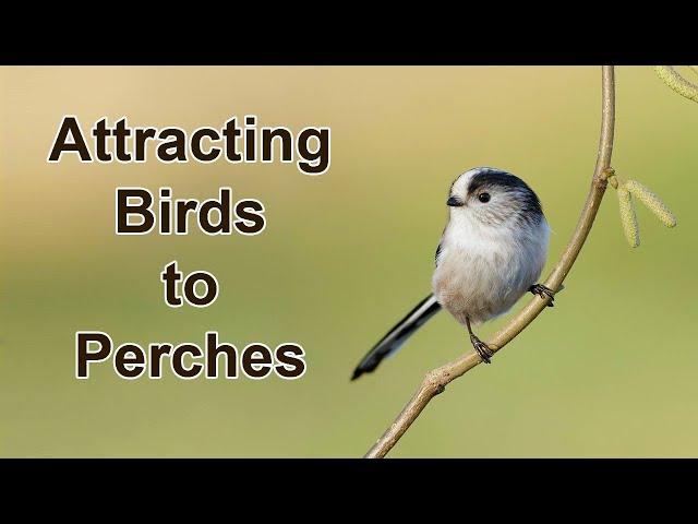 How to Photograph Small Birds - Setting Up Perches for Bird Photography