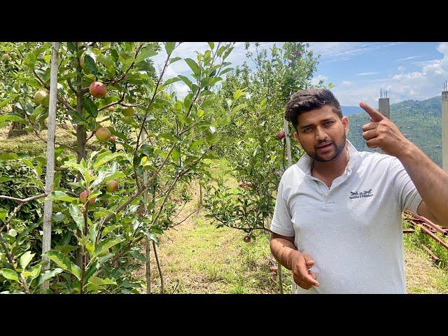 Orchard Demonstration | Central Leader System | M111 & 116 Jeromine,Red Velox,Top Graft,Rootstock M9