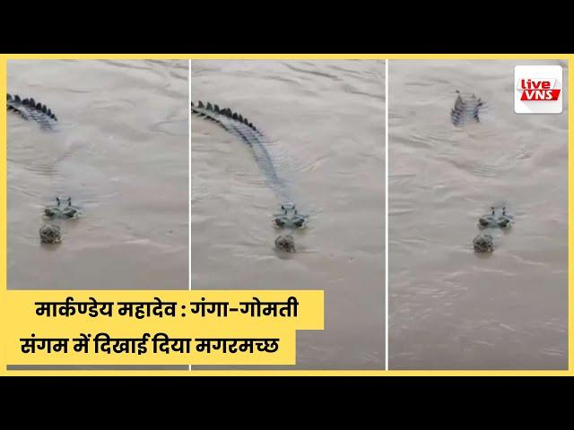 मार्कण्डेय महादेव : गंगा-गोमती संगम में दिखाई दिया मगरमच्छ