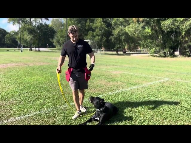 Onyx our Cane Corso Fully Trained