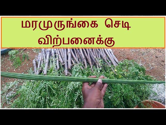 முருங்கை நாற்று பண்ணை | Murungai plant Nursery | Drumstick | Moringa