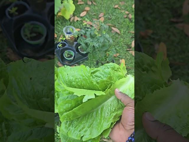 Growing Romaine Lettuce in South Carolina! 5/2025