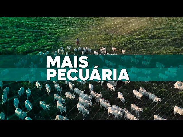 Mais Pecuária | 10/02/2025