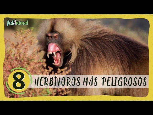 8 HERBÍVOROS MAS PELIGROSOS del MUNDO.