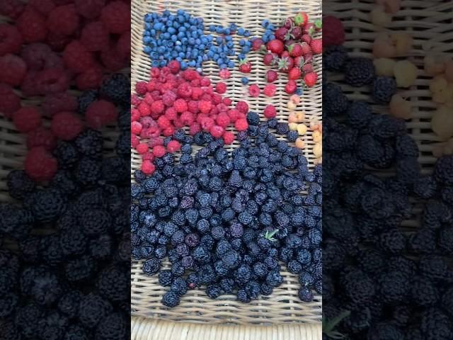 Berry harvest #gardenharvest #gardening #garden #harvest #backyardgarden