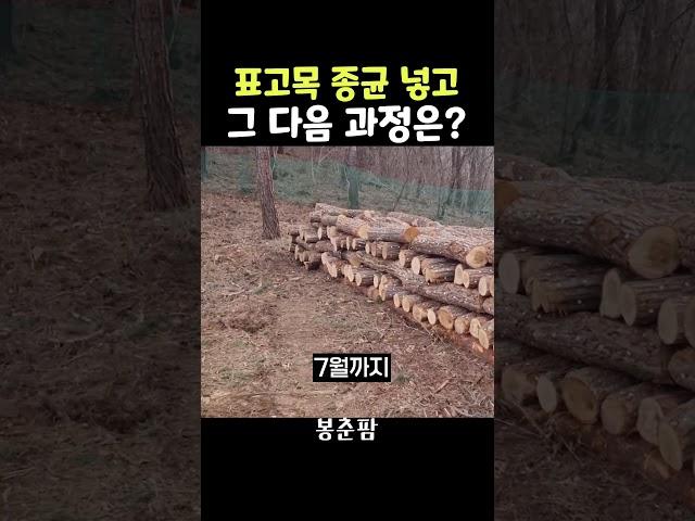 표고목 종균 넣고 할 일