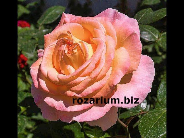 обрезка розы весной, питомник роз полины козловой - rozarium.biz,  spring pruning of garden roses