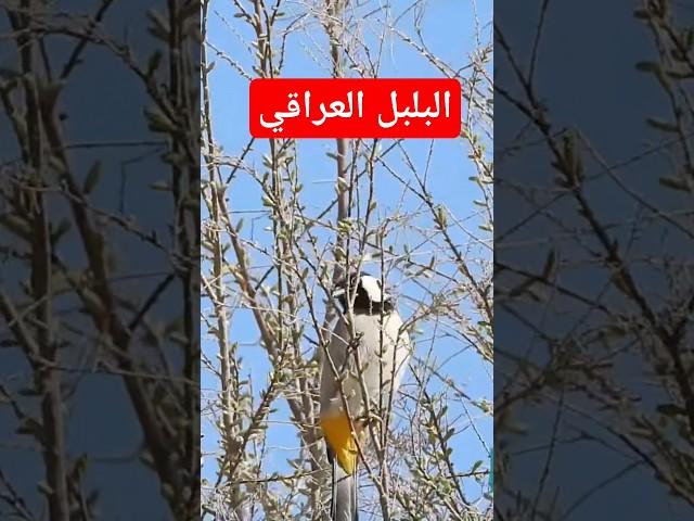 البلبل العراقي اجمل انواع البلابل في جولة برية مذهلة شاهد الفيديو كاملا على القناة #نوافذ_برية #بلبل