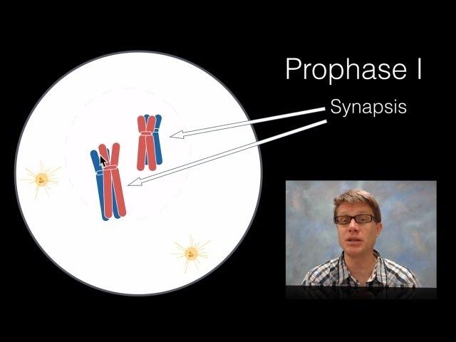 Phases of Meiosis