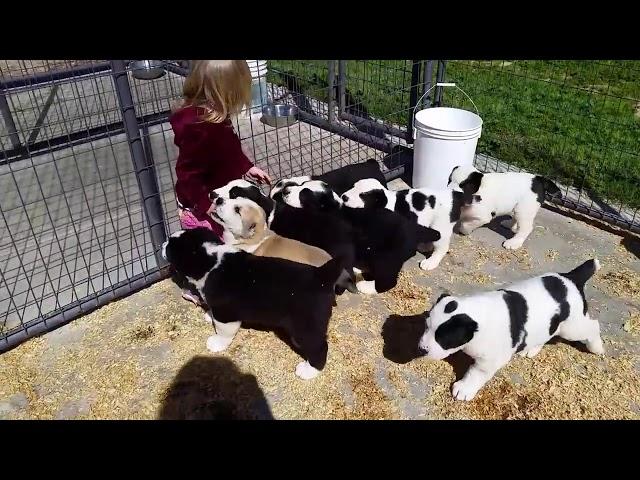 Alabai puppies for sale in California, USA.