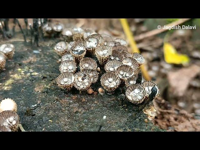 Cyathus striatus - A bird nest fungus