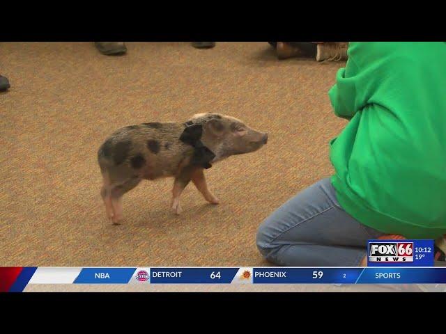 Tree Family Party Piggies visit Edinboro's public library for an 'oink-eriffic' experience