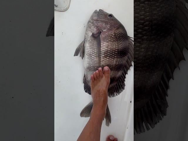 Absolute Monster Sheepshead! #sheepshead #sheepsheadfishing #njfishing #sevins