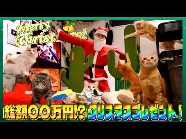 【豪華】暴れん坊な猫たちがやりたい放題するクリスマスに1日密着！