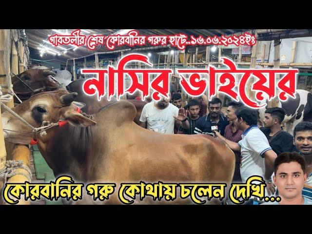 গাবতলীর নাসির বেপারীর কোরবানির গরু কোথায়|বিক্রি হয়ে গেল নাসির ভাইয়ের ৩৫০ টি গরু|গাবতলী গরুর হাট২০২৪