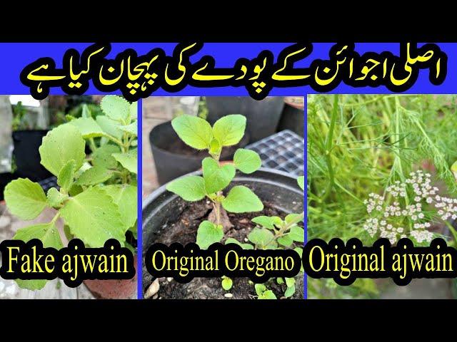 What's a Difference Between Original Ajwain and Oregano Plant