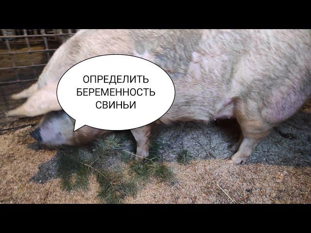 ОПРЕДЕЛЯЕМ БЕРЕМЕННОСТЬ СВИНЬИ. СВИНЬЯ ПЕРЕД ОПОРОСОМ