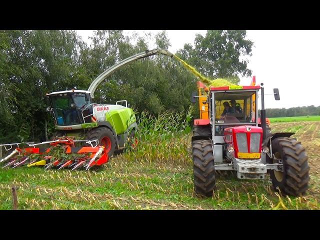 Corn silage in Stepelo