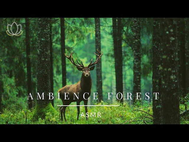  乾淨無廣告  ASMR 白噪音 - 清晨的森林 - 滿滿正能量大自然聲音 ASMR Ambience Morning Forest