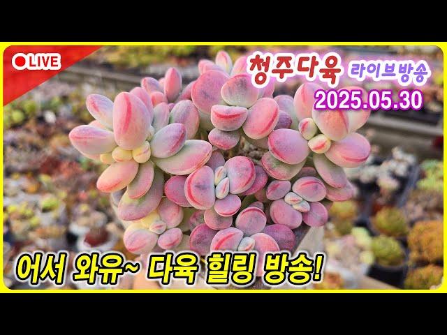 나만 몰랐던 라이브 방송 다육이 잘키우고 싶다면?  청다 라이브 방송 5월 30일