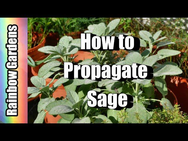 How to Propagate Sage from a Cutting