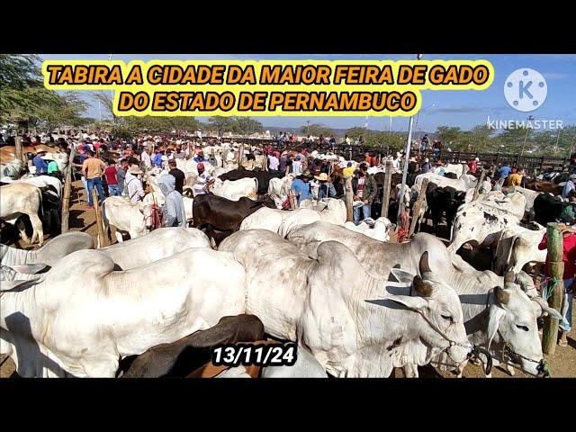 Feira do Gado de Tabira-PE dia 13/11/24 Preços do Boi de Carro e Juntas